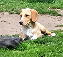 ROCKY, Hund, Labrador-Mix in Schleswig - Bild 5