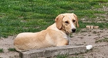 ROCKY, Hund, Labrador-Mix in Schleswig - Bild 6