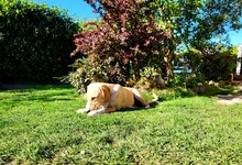 ROCKY, Hund, Labrador-Mix in Schleswig - Bild 7