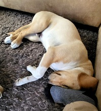 ROCKY, Hund, Labrador-Mix in Schleswig - Bild 8