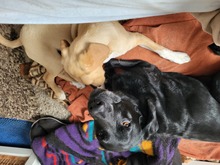 ROCKY, Hund, Labrador-Mix in Schleswig - Bild 9