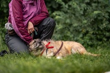TOBY, Hund, Mischlingshund in Hannover - Bild 12