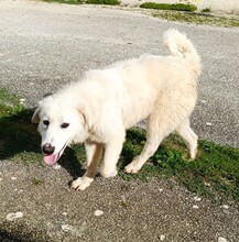 SILVIA, Hund, Maremmano in Italien - Bild 21