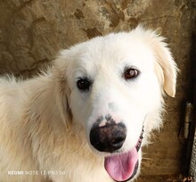 SILVIA, Hund, Maremmano in Italien - Bild 22