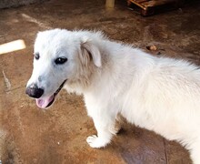 SILVIA, Hund, Maremmano in Italien - Bild 24