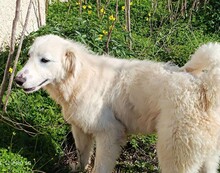 SILVIA, Hund, Maremmano in Italien - Bild 25