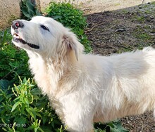 SILVIA, Hund, Maremmano in Italien - Bild 26