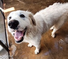 SILVIA, Hund, Maremmano in Italien - Bild 27
