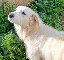 SILVIA, Hund, Maremmano in Italien - Bild 28