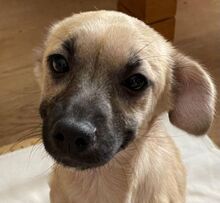 GIA, Hund, Mischlingshund in Waldkraiburg - Bild 1