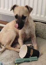 GIA, Hund, Mischlingshund in Waldkraiburg - Bild 10
