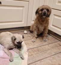 GIA, Hund, Mischlingshund in Waldkraiburg - Bild 11