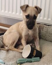GIA, Hund, Mischlingshund in Waldkraiburg - Bild 2