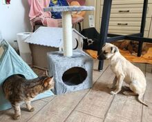 GIA, Hund, Mischlingshund in Waldkraiburg - Bild 4