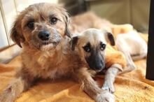 GIA, Hund, Mischlingshund in Waldkraiburg - Bild 5
