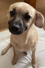 GIA, Hund, Mischlingshund in Waldkraiburg - Bild 6