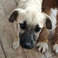 GIA, Hund, Mischlingshund in Waldkraiburg - Bild 8