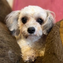 DOTTIE, Hund, Mischlingshund in Heppenheim - Bild 1