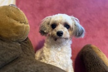 DOTTIE, Hund, Mischlingshund in Heppenheim - Bild 2