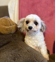 DOTTIE, Hund, Mischlingshund in Heppenheim - Bild 3