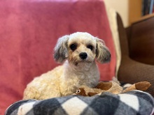 DOTTIE, Hund, Mischlingshund in Heppenheim - Bild 4
