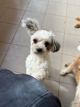 DOTTIE, Hund, Mischlingshund in Heppenheim - Bild 5
