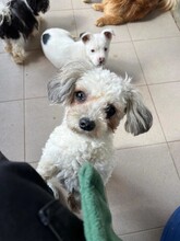 DOTTIE, Hund, Mischlingshund in Heppenheim - Bild 6
