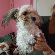 DOTTIE, Hund, Mischlingshund in Heppenheim - Bild 7