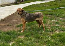 NUXY, Hund, Mischlingshund in Bulgarien - Bild 6