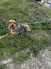 NUXY, Hund, Mischlingshund in Bulgarien - Bild 7