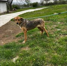 NUXY, Hund, Mischlingshund in Bulgarien - Bild 8