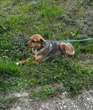 NUXY, Hund, Mischlingshund in Bulgarien - Bild 9