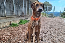 SANTOS, Hund, Segugio Italiano-Mix in Italien - Bild 10