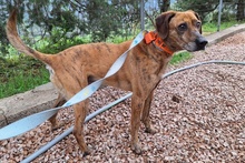 SANTOS, Hund, Segugio Italiano-Mix in Italien - Bild 11