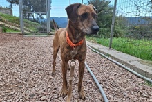 SANTOS, Hund, Segugio Italiano-Mix in Italien - Bild 12