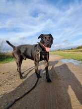 LUCKY, Hund, Mischlingshund in Zwiesel - Bild 4