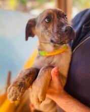 LINA, Hund, Mischlingshund in Rumänien - Bild 4