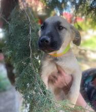 FINJA, Hund, Mischlingshund in Rumänien - Bild 5