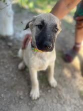 FINJA, Hund, Mischlingshund in Rumänien - Bild 7