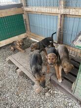 ASKO, Hund, Mischlingshund in Rumänien - Bild 5