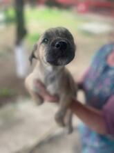 MIA, Hund, Mischlingshund in Rumänien - Bild 6