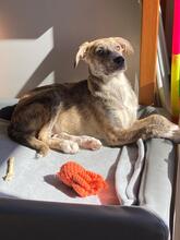 MARA, Hund, Mischlingshund in Köln - Bild 1