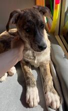 MARA, Hund, Mischlingshund in Köln - Bild 2
