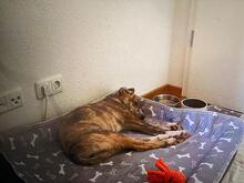 MARA, Hund, Mischlingshund in Köln - Bild 3