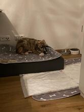 MARA, Hund, Mischlingshund in Köln - Bild 4