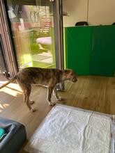 MARA, Hund, Mischlingshund in Köln - Bild 5