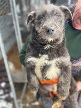 MUFFIN, Hund, Mischlingshund in Lüdinghausen - Bild 1