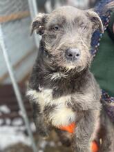MUFFIN, Hund, Mischlingshund in Lüdinghausen - Bild 2