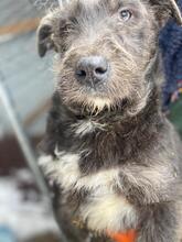 MUFFIN, Hund, Mischlingshund in Lüdinghausen - Bild 3