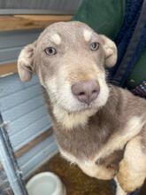 PEANUT, Hund, Mischlingshund in Lüdinghausen - Bild 1